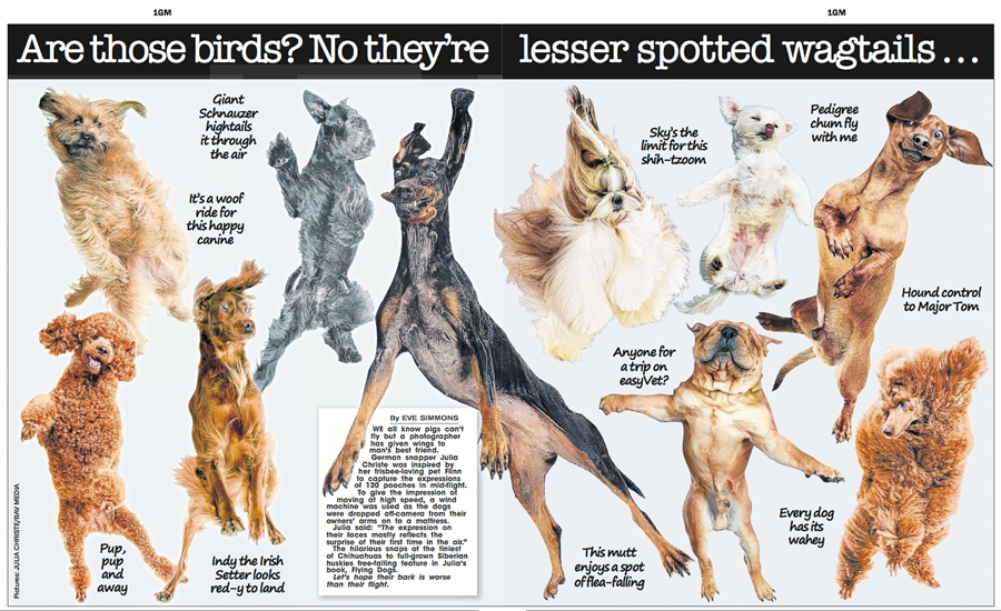 Flying Dogs