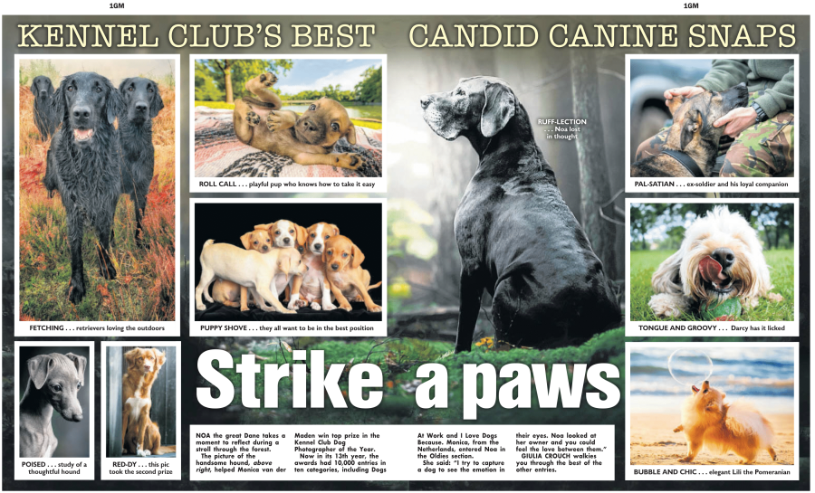 Kennel Club press cutting