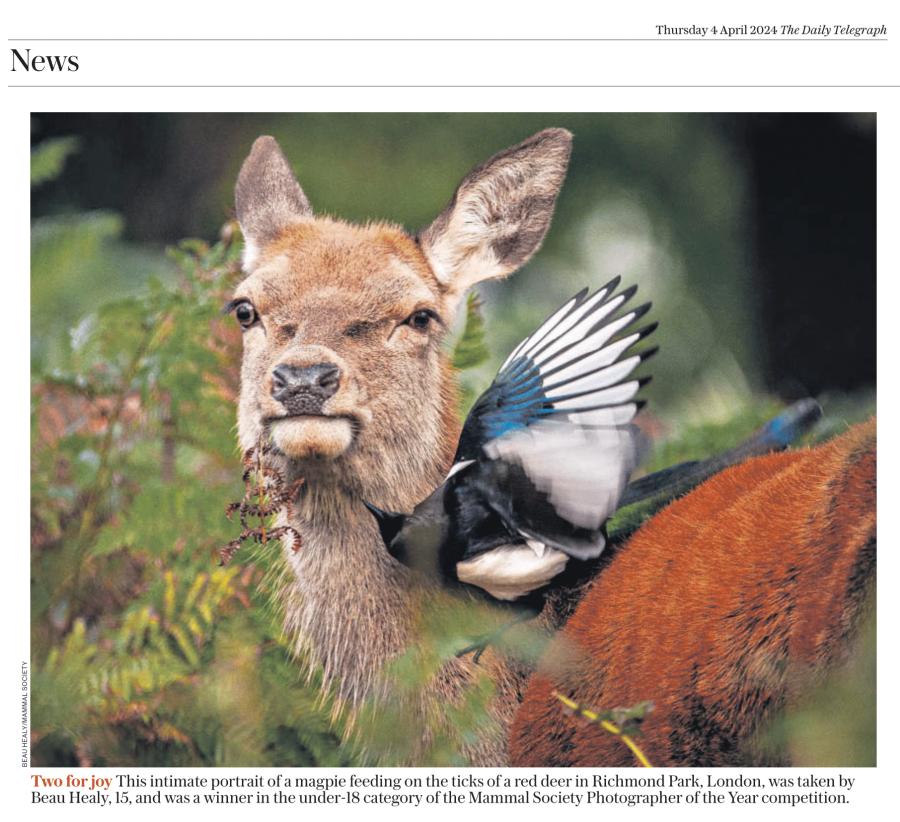 509 3 Mammal Beau Healy Deer DT