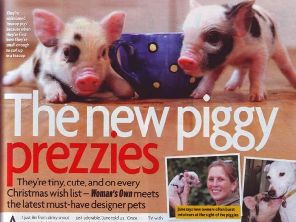 The New Piggy Prezzies