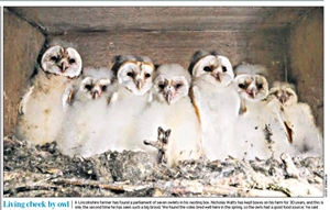 Barn Owls