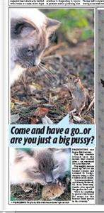 Bravest Mouse In Britain Bravest Mouse In Britain