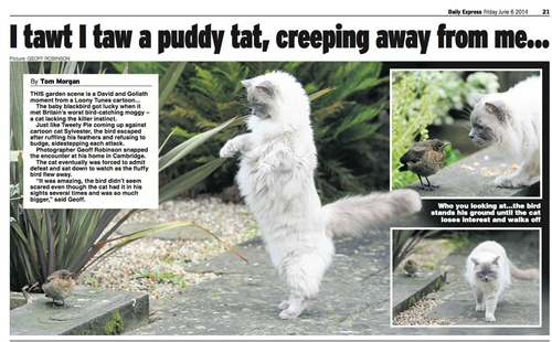 Cat-and-bird-cutting Cat-and-bird-cutting-2
