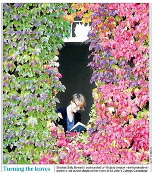 Virginia Creeper Cutting