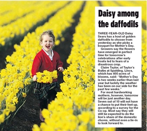 A Field of Daffodils A Field of Daffodils