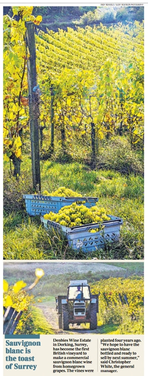 Denbies cutting 1