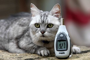 Cat with the loudest purr