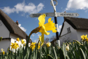 Daffodils