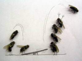 Dead Fly Art