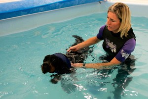 Swimming dog Dog who survived train hit in swimming pool