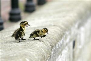 Ducklings Journey To River