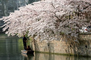 Early Cherry Blossom
