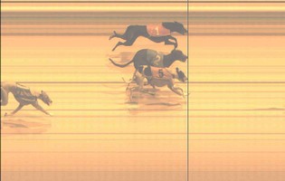 Greyhound triple dead heat