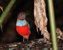 One of the rarest birds - the Pitta