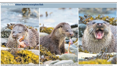 Otter Cutting 2 Otter cutting 2