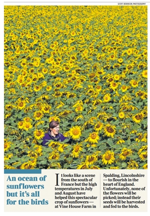Sunflowers-1