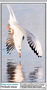 Wetlands Gull diving