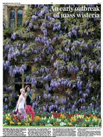 Wisteria