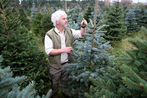 Christmas tress need frost Christmas tress need frost