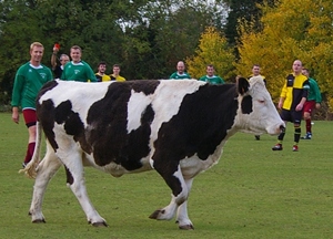 Cow on football pitch