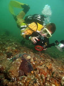 Diving to find the purple sponge Diving to find the purple sponge